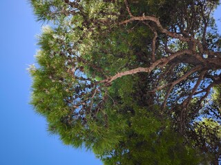 pine tree branches