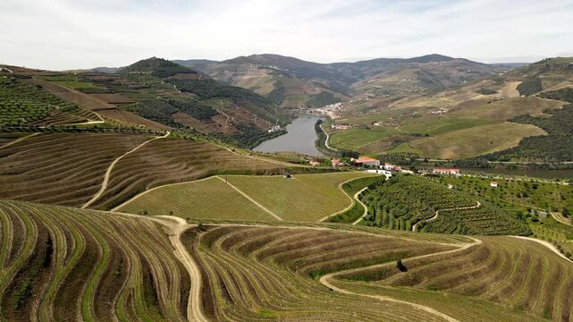 Aerial View of Terraced Vineyards in Douro Valley, Portugal