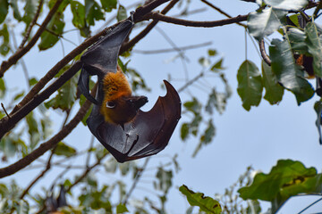 One fruit bat flying fox hanging on a branch upside down  wings spread