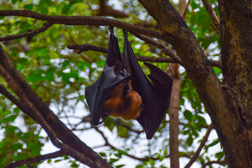 One fruit bat flying fox hanging on a branch upside down  wings spread