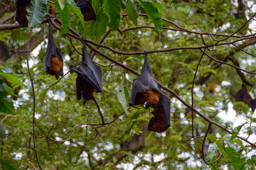 Several  fruit bat flying fox hanging on a branch upside down