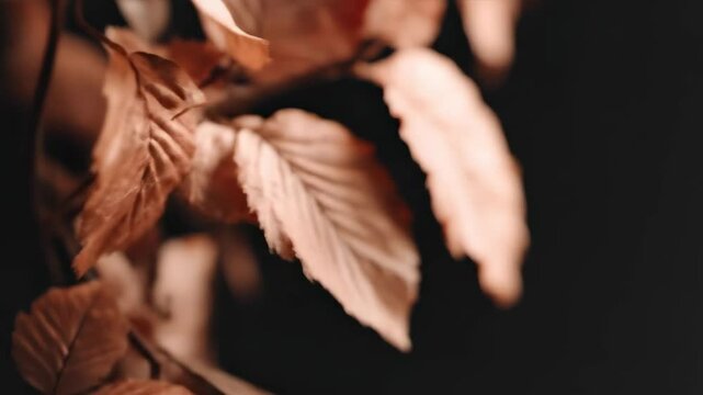 Copper hued beech leaves glimmer softly against a dark moody background