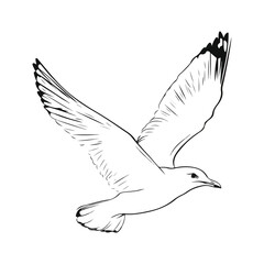 Obraz premium seagull, animal, vector, transparent background, wing, feather, freedom, wildlife, beak, nature, cute, isolated, sea gull, wings
