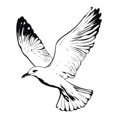 Obraz premium seagull, animal, vector, transparent background, wing, feather, freedom, wildlife, beak, nature, cute, isolated, sea gull, wings