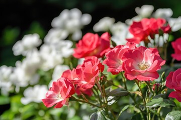 Vibrant coral-red roses and white blossoms in a garden bed