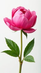 A single, vibrant fresh peony blossom isolated on pure white , soft, garden