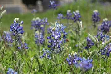 Obraz premium Texas Bluebonnet Wildflowers Growing in Rural Texas
