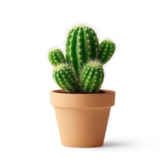 Cactus in terracotta pot on white background