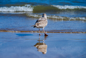 Solitary Seagull Watching the Waves
