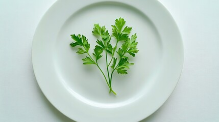Sprig of Parsley on a White Plate
