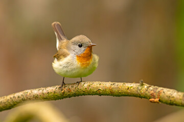 Muchołówka mała (Ficedula parva) © Grzegorz