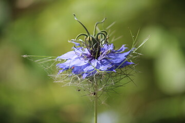 Love-in-a-Mist Nigella damascena