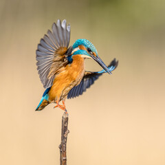 Common European Kingfisher Flying from branch