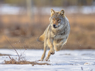 Eurasian Wolf running fast through water splash