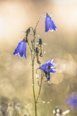 Harebell bluebell flower