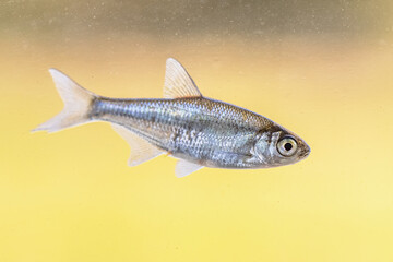 Juvenile Silver Bream freshwater fish