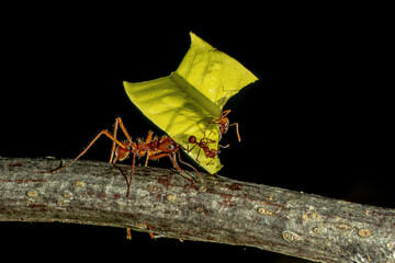 Leafcutter ants working together