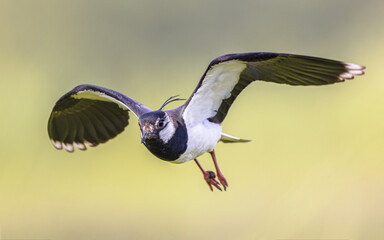 Northern Lapwing Flying on green background