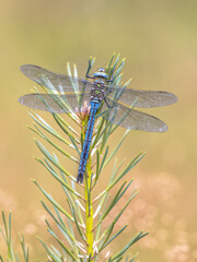 Male Blue Emperor dragonfly resting