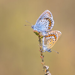 Pair of silver studded blue butterflies mating