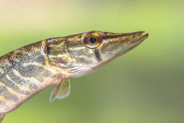 Northern Pike Fish Portrait underwater
