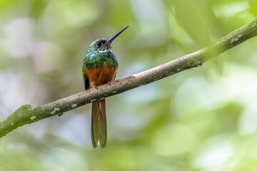 Rufous tailed jacamar perched on branch