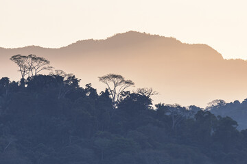 Silhouette of rainforest canopy