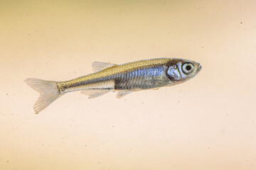 Sunbleak or Belica freshwater fish