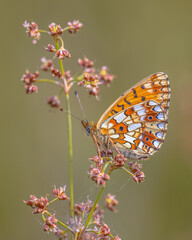 Small Pearl Bordered Fritillary Butterfly