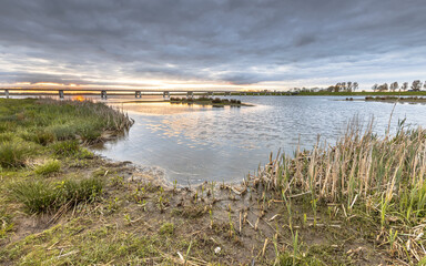 Shoreline vegetation of river floodplains