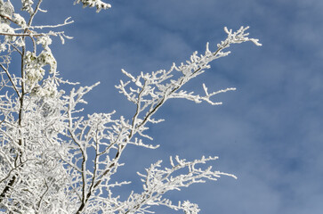 Frost Covered Tree Branches Sky