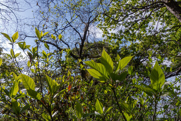 春の緑が増してきた琵琶湖に続くビオトープ　　滋賀県大津市衣川緑地公園