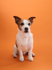 A Jack Russell Terrier sits calmly on an orange background, looking attentively at the camera. The dog composed posture adds a peaceful touch to the portrait.