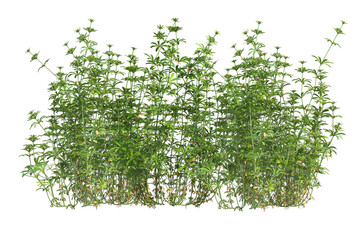  Meadow grass field on transparent background.