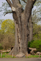 Ancient monumental oak tree in botanical park with visible bark textures, cut branches and hollow trunk standing as a natural monument on sunny spring day. Nature conservation and biodiversity
