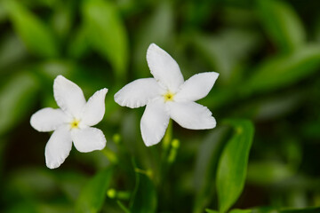 
Close-up view of white Gerdenia Crape Jasmine blooming on green leaf background