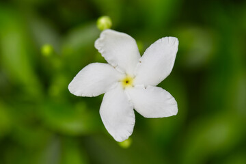 
Close-up view of white Gerdenia Crape Jasmine blooming on green leaf background