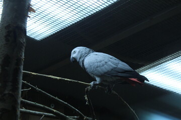 The parrot sits on a branch of light gray blue color. Keeping birds in an aviary