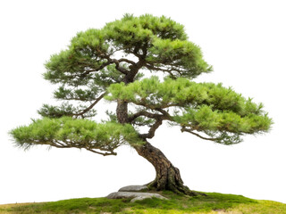 Bonsai tree Isolated on transparent background