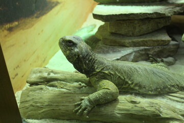 Uromastyx aegyptia Close-up of a gray lizard of the Agamaceae family