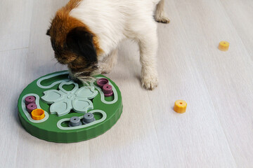Smart dog is looking for delicious dried treats in intellectual game and eating them, close up....