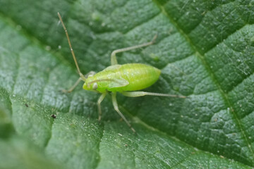 Closeup on a small green nymph of the potato capsid bug ,  Closterotomus norwegicus