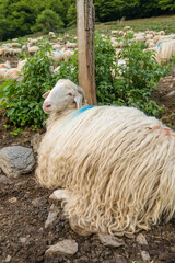 Sheep farm in the Pyrenees mountains. Cheese production in France