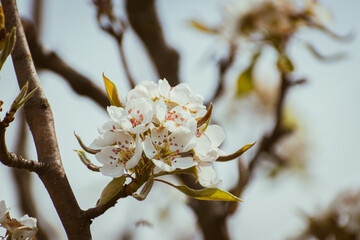 Blooming apple-tree branch close-up in spingtime
