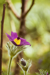 Closeup of a purple pasqueflower (pulsatilla) blooming in a garden in spring