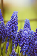 Purple common grape hyacinth background