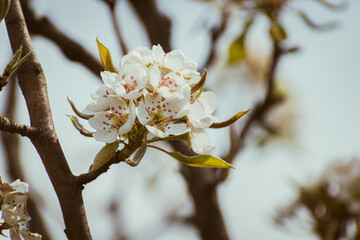 Blooming apple-tree branch close-up in spingtime