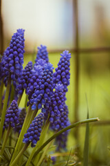 Purple common grape hyacinth background