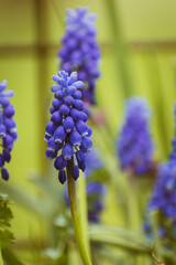 Purple common grape hyacinth background