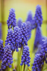 Purple common grape hyacinth background